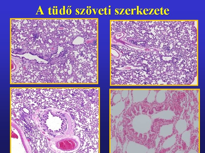 A tüdő szöveti szerkezete 