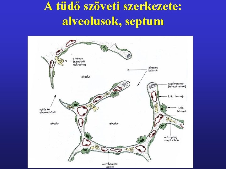 A tüdő szöveti szerkezete: alveolusok, septum 