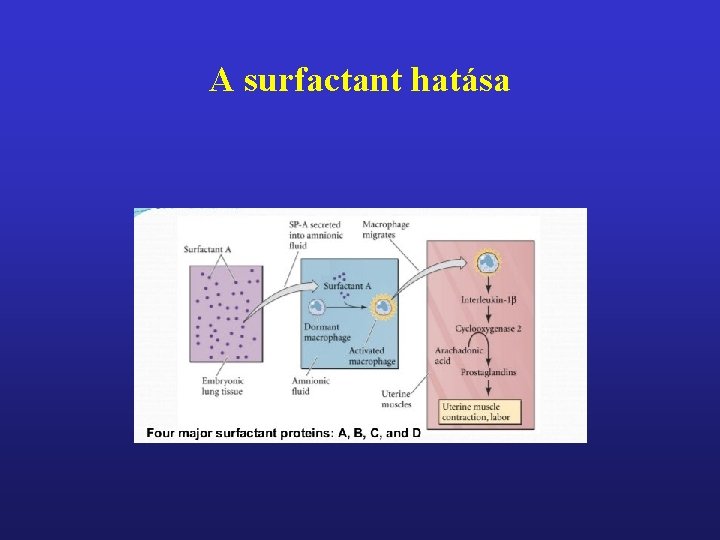 A surfactant hatása 