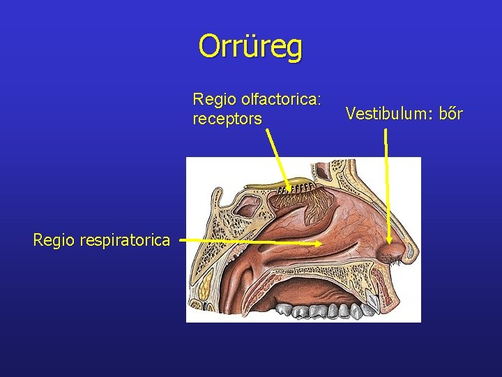 Orrüreg Regio olfactorica: receptors Regio respiratorica Vestibulum: bőr 
