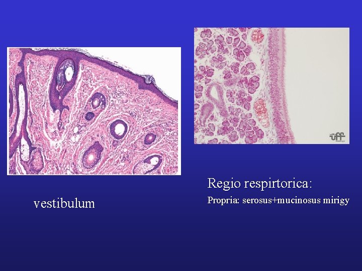 Regio respirtorica: vestibulum Propria: serosus+mucinosus mirigy 