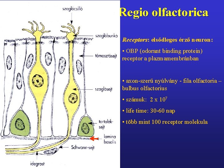 Regio olfactorica Receptors: elsődleges érző neuron: • OBP (odorant binding protein) receptor a plazmamembránban