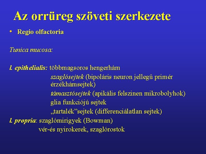 Az orrüreg szöveti szerkezete • Regio olfactoria Tunica mucosa: l. epithelialis: többmagsoros hengerhám szaglósejtek