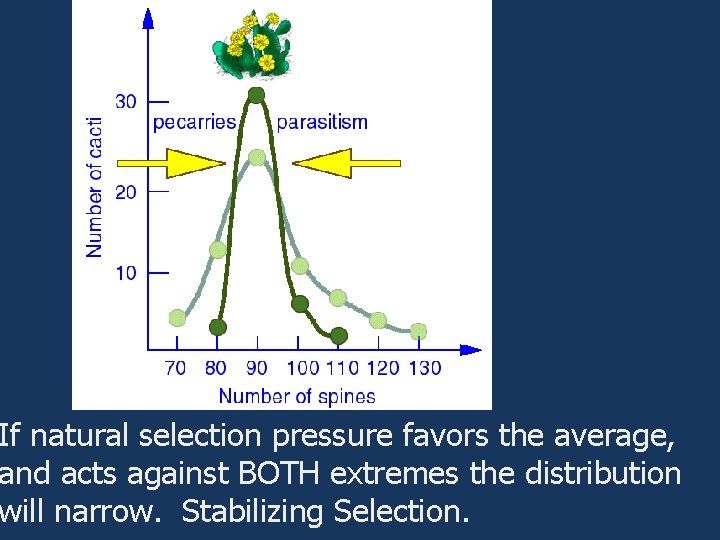 If natural selection pressure favors the average, and acts against BOTH extremes the distribution
