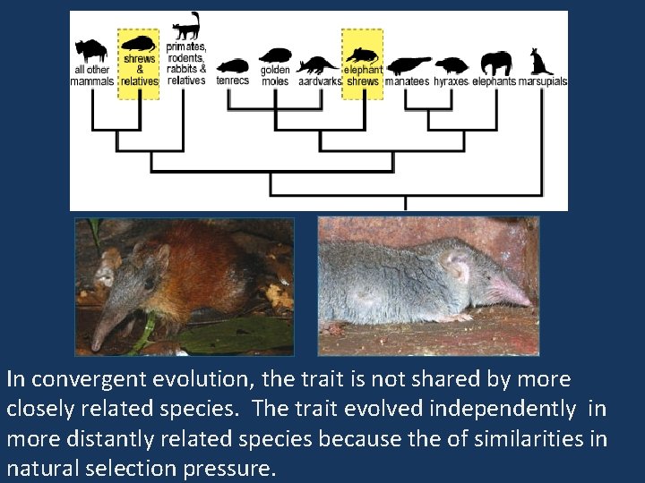 In convergent evolution, the trait is not shared by more closely related species. The