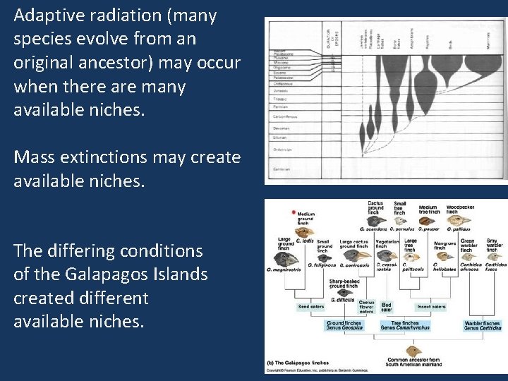 Adaptive radiation (many species evolve from an original ancestor) may occur when there are