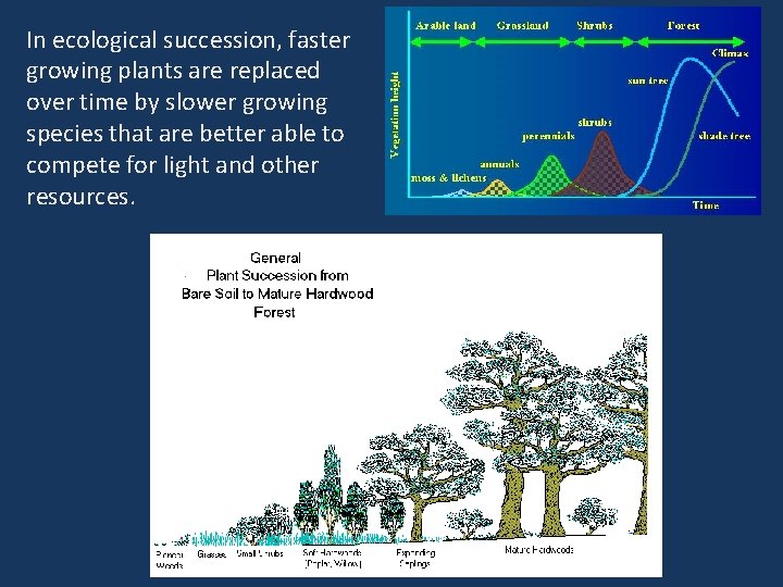 In ecological succession, faster growing plants are replaced over time by slower growing species