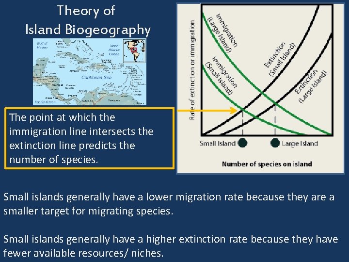 Theory of Island Biogeography The point at which the immigration line intersects the extinction