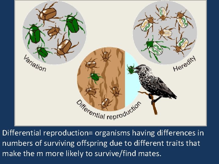Differential reproduction= organisms having differences in numbers of surviving offspring due to different traits