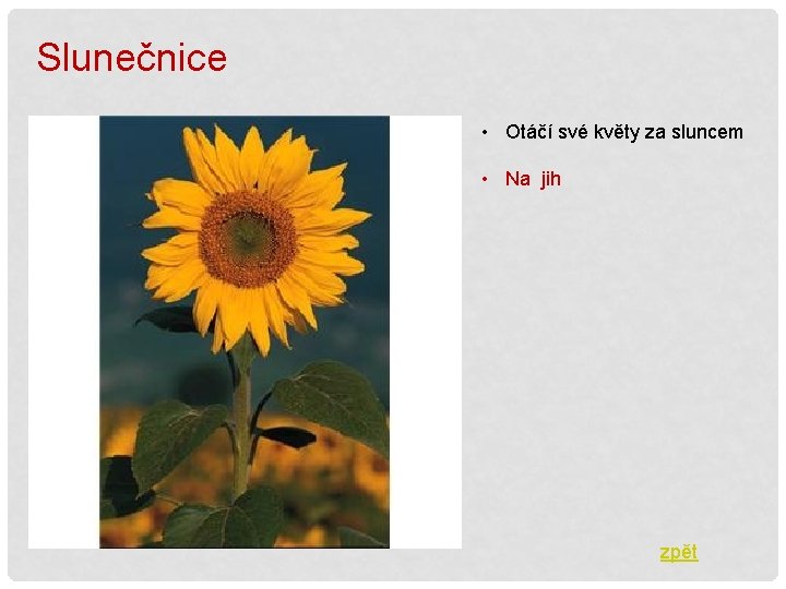 Slunečnice • Otáčí své květy za sluncem • Na jih zpět 