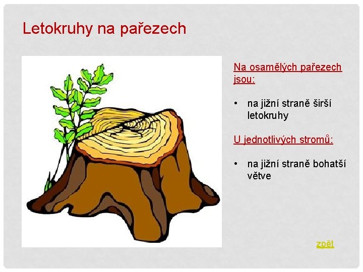 Letokruhy na pařezech Na osamělých pařezech jsou: • na jižní straně širší letokruhy U