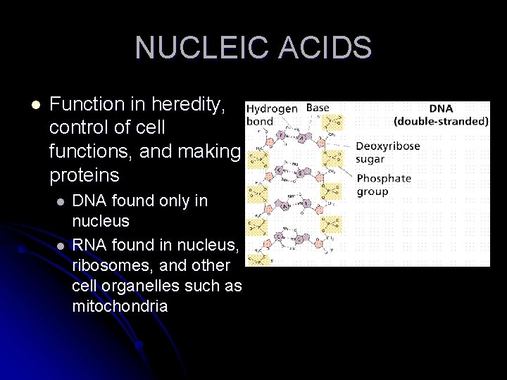 NUCLEIC ACIDS l Function in heredity, control of cell functions, and making proteins l