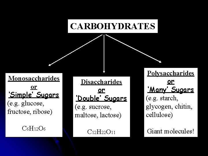 CARBOHYDRATES Monosaccharides or ‘Simple’ Sugars (e. g. glucose, fructose, ribose) Disaccharides or ‘Double’ Sugars