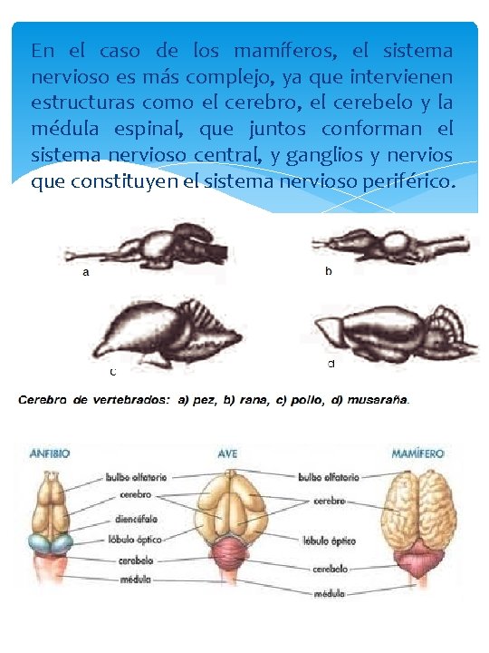 En el caso de los mamíferos, el sistema nervioso es más complejo, ya que