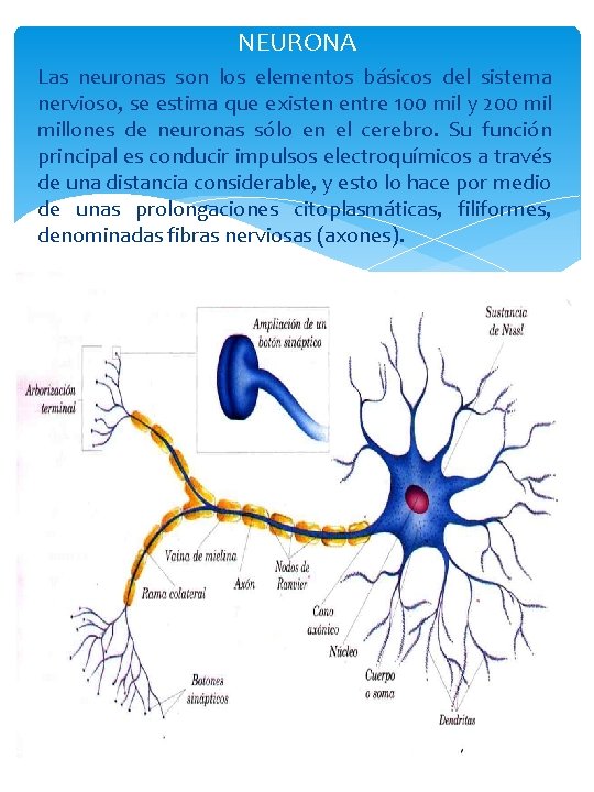 NEURONA Las neuronas son los elementos básicos del sistema nervioso, se estima que existen