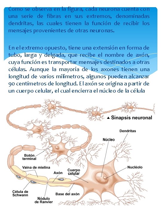 Como se observa en la figura, cada neurona cuenta con una serie de fibras