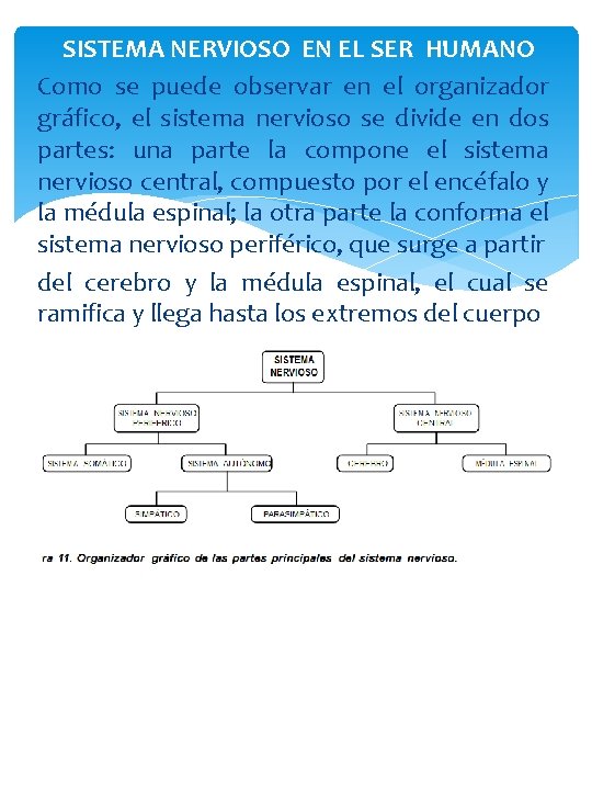 SISTEMA NERVIOSO EN EL SER HUMANO Como se puede observar en el organizador gráfico,