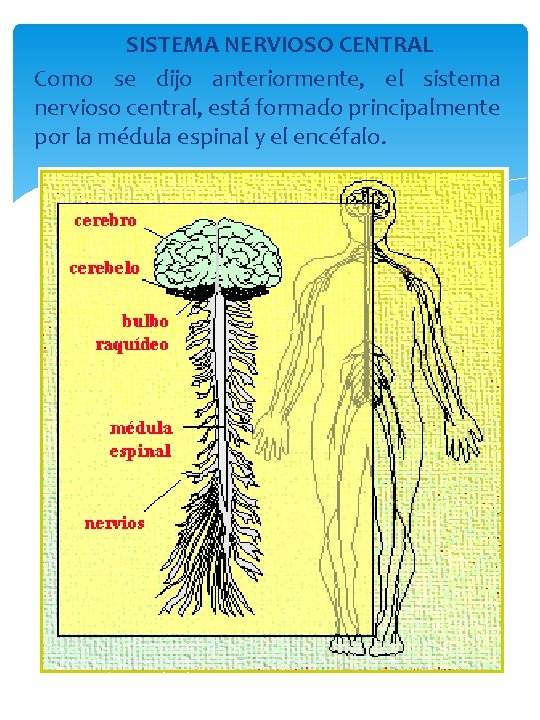 SISTEMA NERVIOSO CENTRAL Como se dijo anteriormente, el sistema nervioso central, está formado principalmente