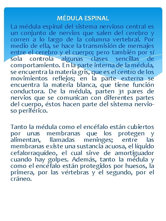 MÉDULA ESPINAL La médula espinal del sistema nervioso central es un conjunto de nervios