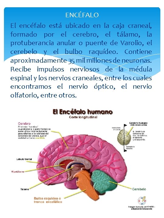 ENCÉFALO El encéfalo está ubicado en la caja craneal, formado por el cerebro, el