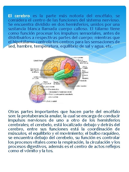 El cerebro es la parte más notoria del encéfalo, se considera el centro de