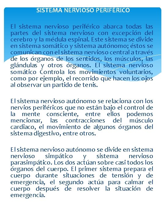 SISTEMA NERVIOSO PERIFÉRICO El sistema nervioso periférico abarca todas las partes del sistema nervioso