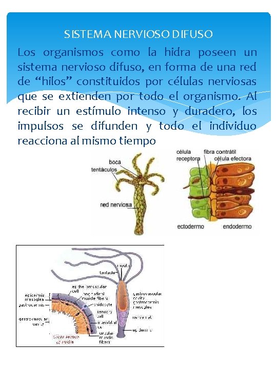 SISTEMA NERVIOSO DIFUSO Los organismos como la hidra poseen un sistema nervioso difuso, en