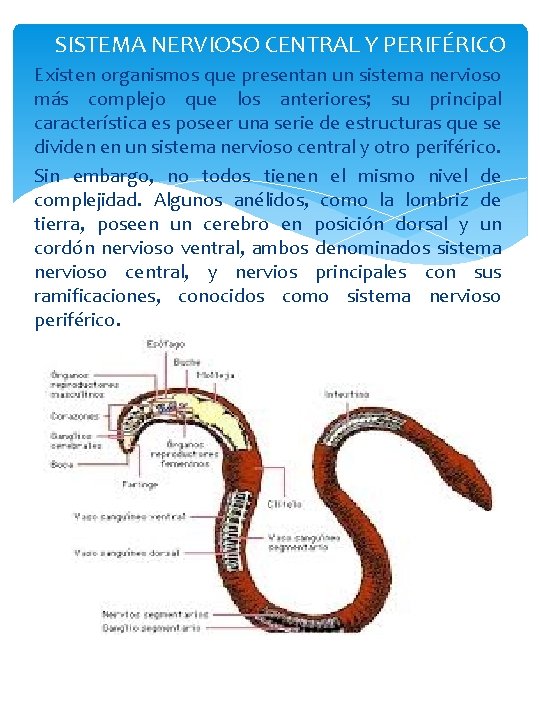  SISTEMA NERVIOSO CENTRAL Y PERIFÉRICO Existen organismos que presentan un sistema nervioso más