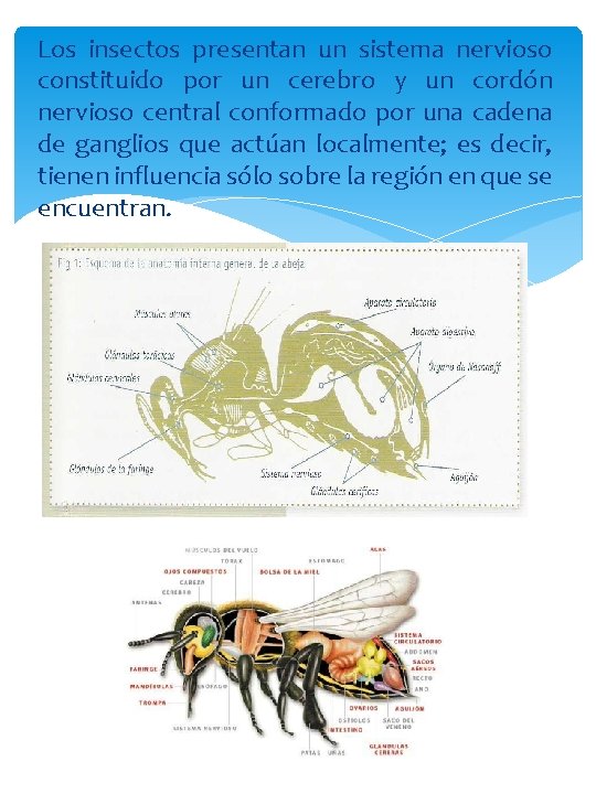 Los insectos presentan un sistema nervioso constituido por un cerebro y un cordón nervioso