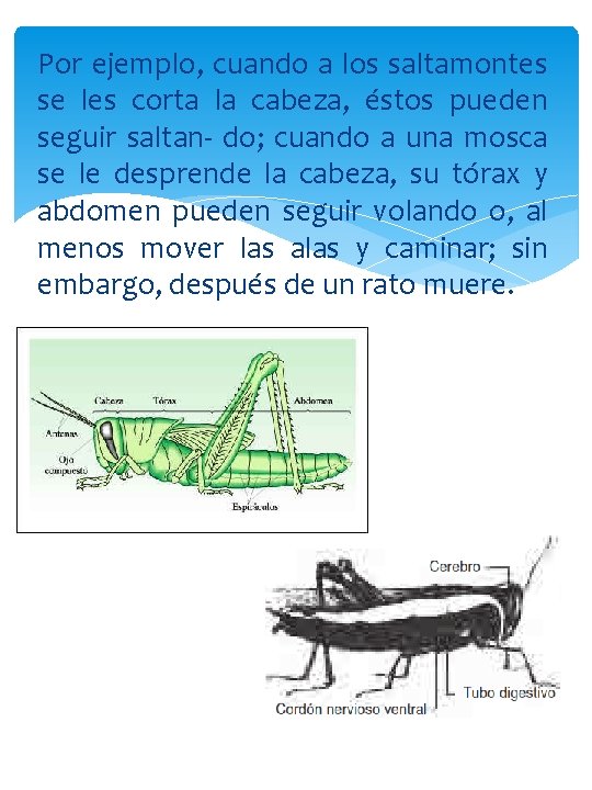 Por ejemplo, cuando a los saltamontes se les corta la cabeza, éstos pueden seguir