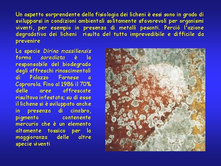 Un aspetto sorprendente della fisiologia dei licheni è essi sono in grado di svilupparsi