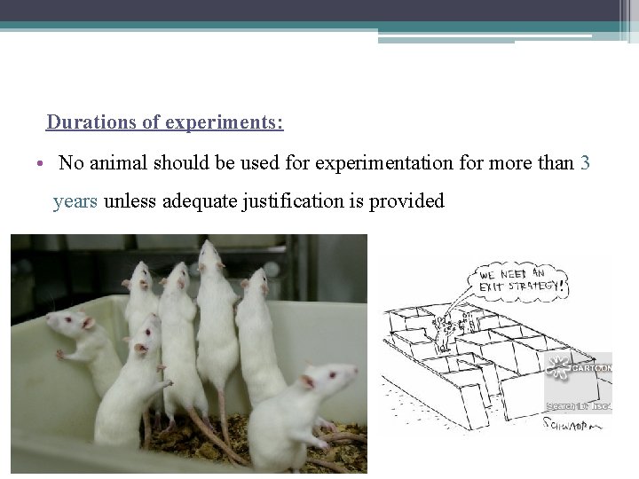 Durations of experiments: • No animal should be used for experimentation for more than