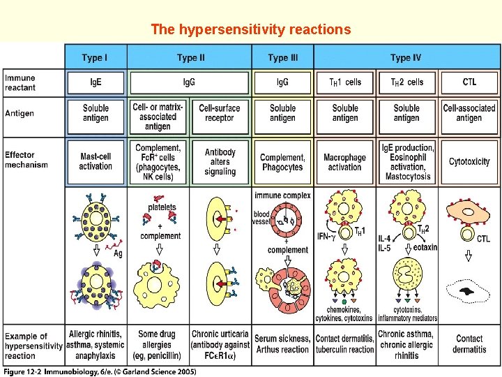 The hypersensitivity reactions Figure 12 -2 