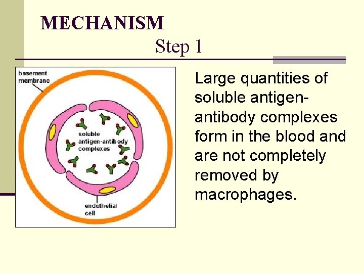 MECHANISM Step 1 Large quantities of soluble antigenantibody complexes form in the blood and