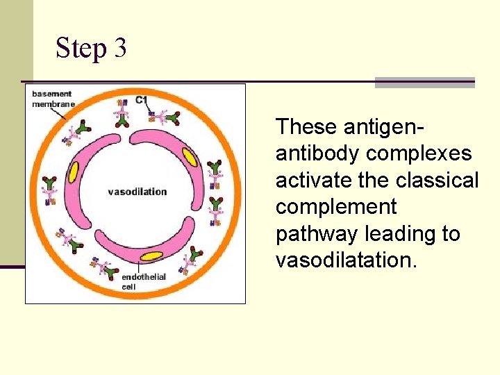 Step 3 These antigenantibody complexes activate the classical complement pathway leading to vasodilatation. 