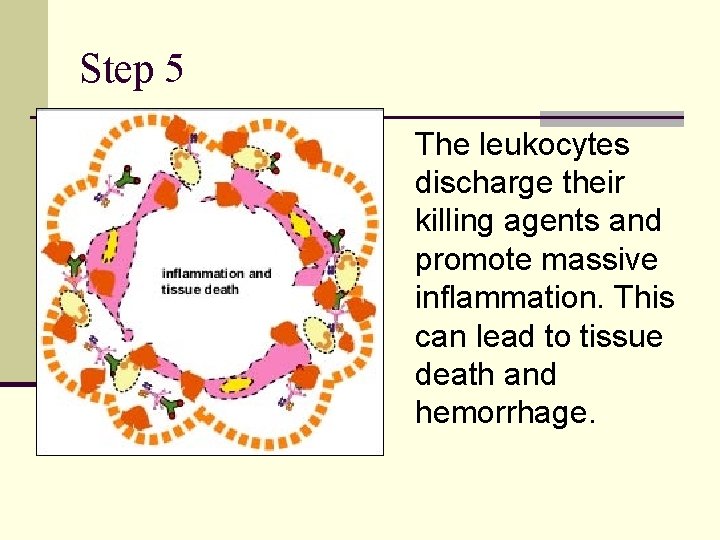 Step 5 The leukocytes discharge their killing agents and promote massive inflammation. This can