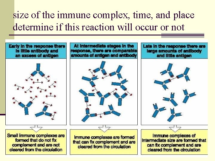 size of the immune complex, time, and place determine if this reaction will occur