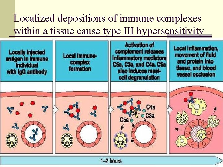 Localized depositions of immune complexes within a tissue cause type III hypersensitivity 