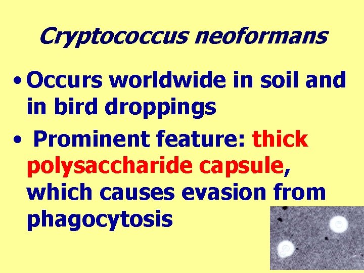 Cryptococcus neoformans • Occurs worldwide in soil and in bird droppings • Prominent feature: