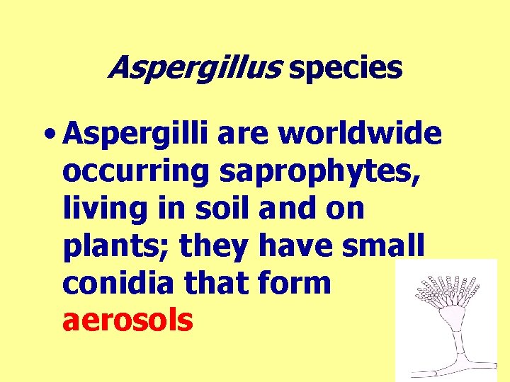 Aspergillus species • Aspergilli are worldwide occurring saprophytes, living in soil and on plants;