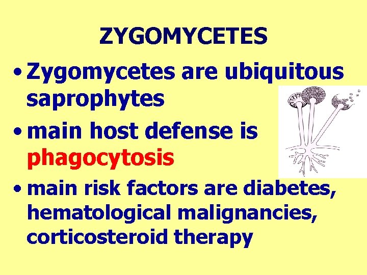 ZYGOMYCETES • Zygomycetes are ubiquitous saprophytes • main host defense is phagocytosis • main