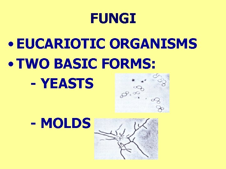 FUNGI • EUCARIOTIC ORGANISMS • TWO BASIC FORMS: - YEASTS - MOLDS 