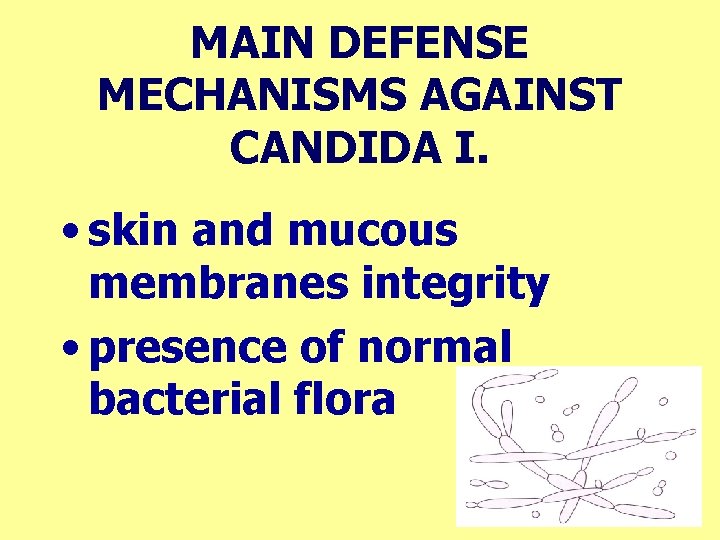 MAIN DEFENSE MECHANISMS AGAINST CANDIDA I. • skin and mucous membranes integrity • presence