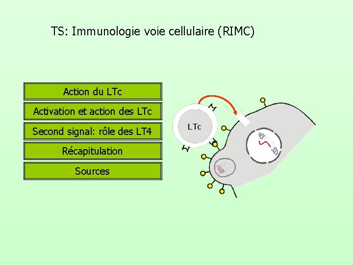 TS: Immunologie voie cellulaire (RIMC) Action du LTc Activation et action des LTc Second