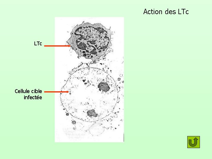 Action des LTc Cellule cible infectée 
