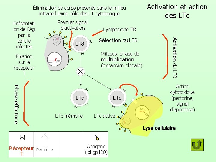 Élimination de corps présents dans le milieu intracellulaire: rôle des LT cytotoxique Premier signal