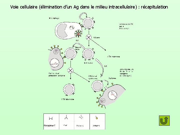 Voie cellulaire (élimination d’un Ag dans le milieu intracellulaire) : récapitulation 