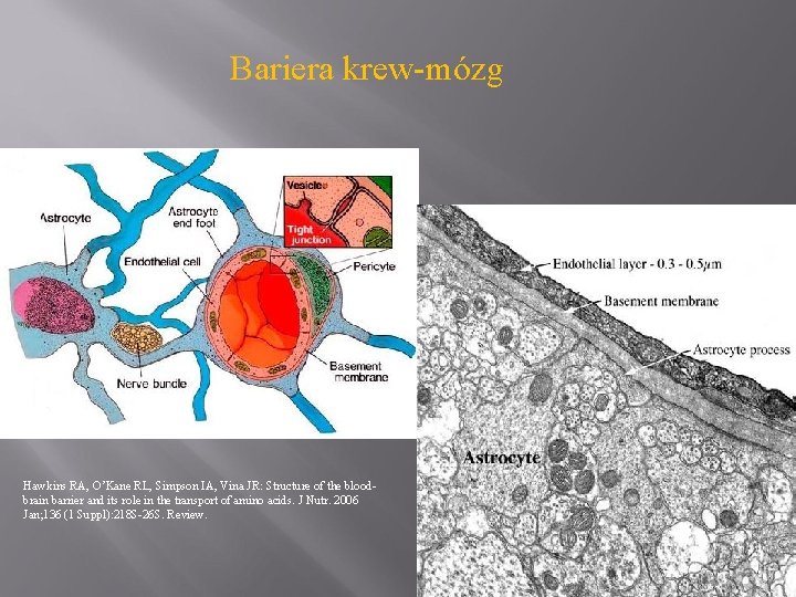 Bariera krew-mózg Hawkins RA, O’Kane RL, Simpson IA, Vina JR: Structure of the bloodbrain