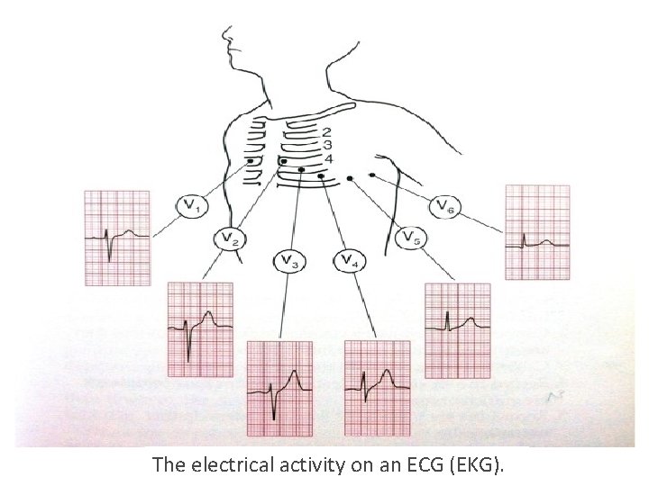 The electrical activity on an ECG (EKG). The electrical activity on an ECG (EKG).