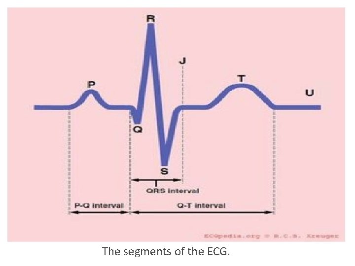 The segments of the ECG. The segments of the ECG.